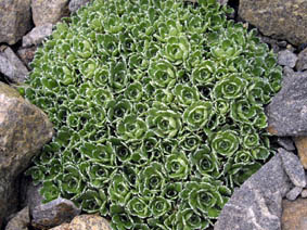 Saxifraga paniculata 'Austria ex '